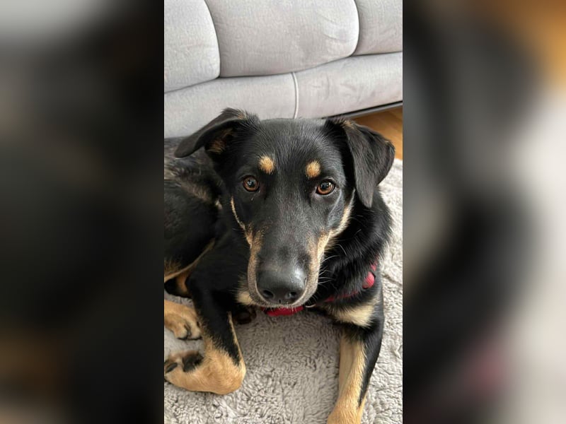 Intelligente Fanny sucht ihre Familie