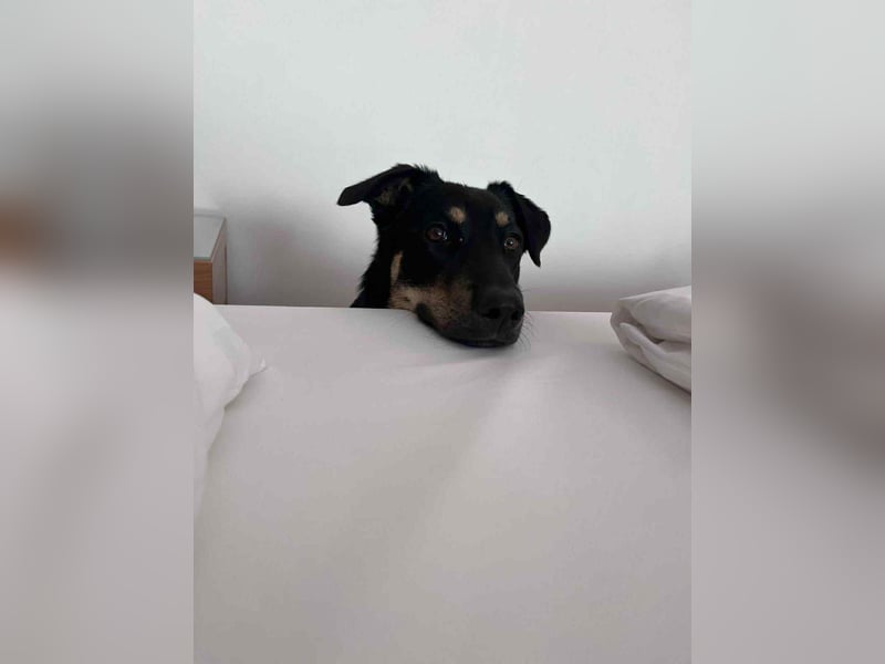 Intelligente Fanny sucht ihre Familie