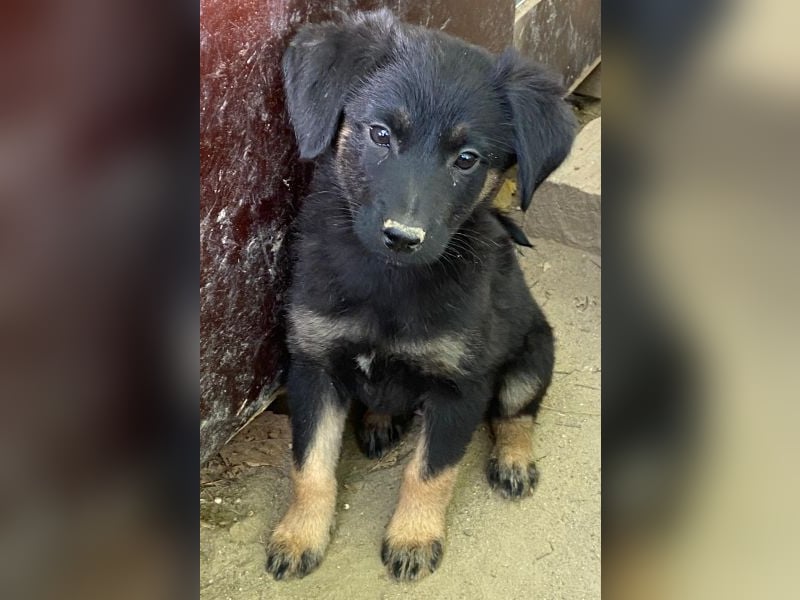 Soufflé, geb. ca. 08/2025, lebt in GRIECHENLAND, auf einer privaten Pflegestelle