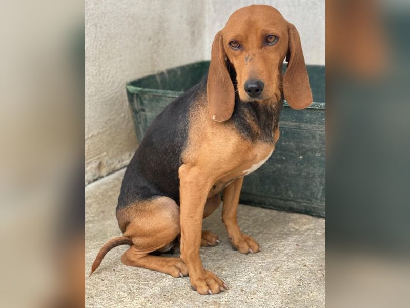 Tivra, geb. ca. 04/2023, lebt in GRIECHENLAND, im städt. Tierheim Serres