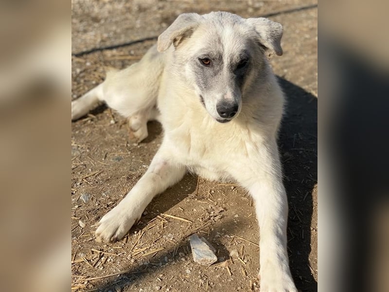 Charlina, geb. ca. 04/2021, lebt in GRIECHENLAND, im städt. Tierheim Serres