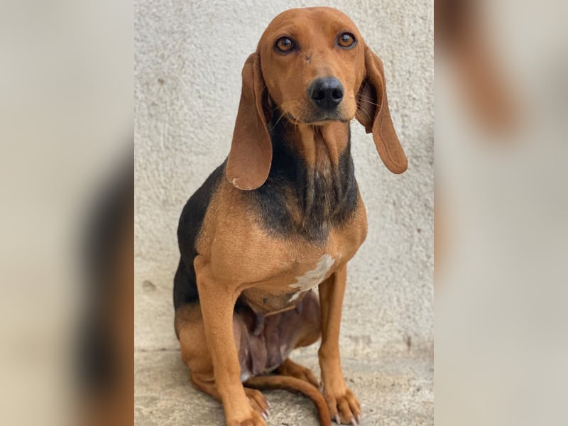 Tivra, geb. ca. 04/2023, lebt in GRIECHENLAND, im städt. Tierheim Serres