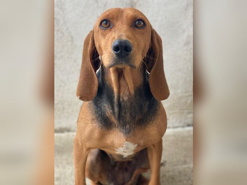 Tivra, geb. ca. 04/2023, lebt in GRIECHENLAND, im städt. Tierheim Serres