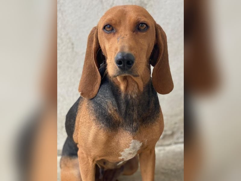 Tivra, geb. ca. 04/2023, lebt in GRIECHENLAND, im städt. Tierheim Serres