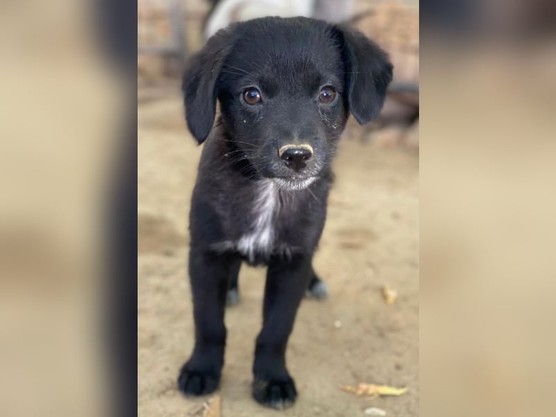 Macaron, geb. ca. 08/2025, lebt in GRIECHENLAND, auf einer privaten Pflegestelle