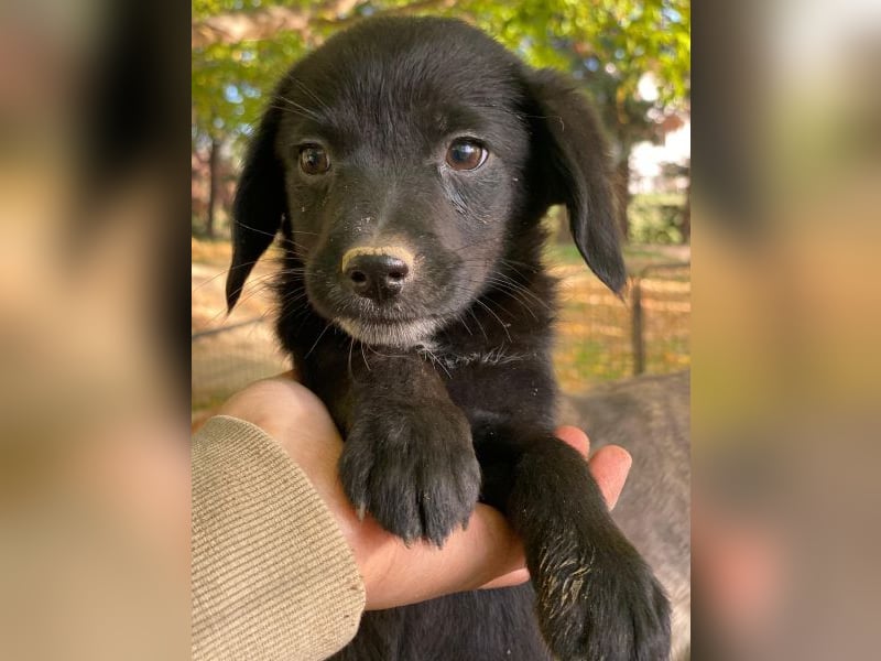 Macaron, geb. ca. 08/2025, lebt in GRIECHENLAND, auf einer privaten Pflegestelle