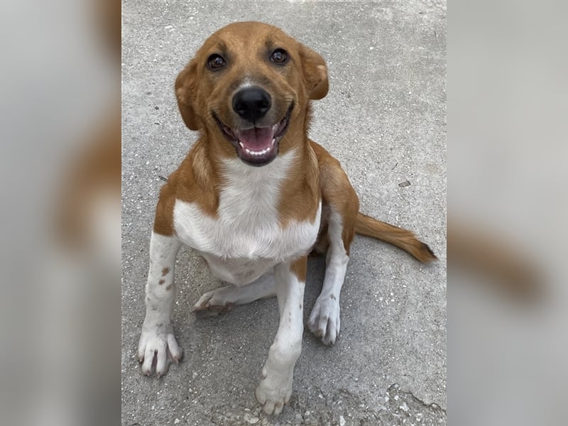 Rahel, geb. ca. 05/2021, lebt in GRIECHENLAND, auf einer privaten Pflegestelle