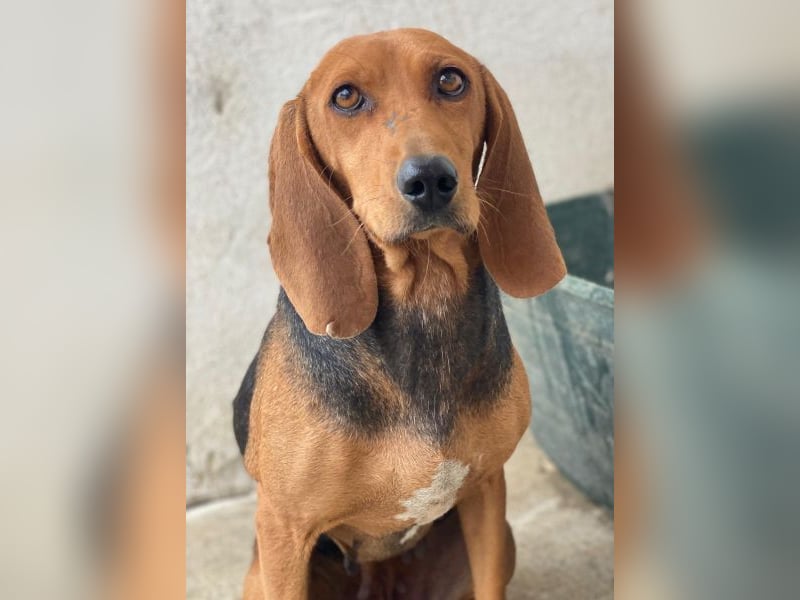 Tivra, geb. ca. 04/2023, lebt in GRIECHENLAND, im städt. Tierheim Serres