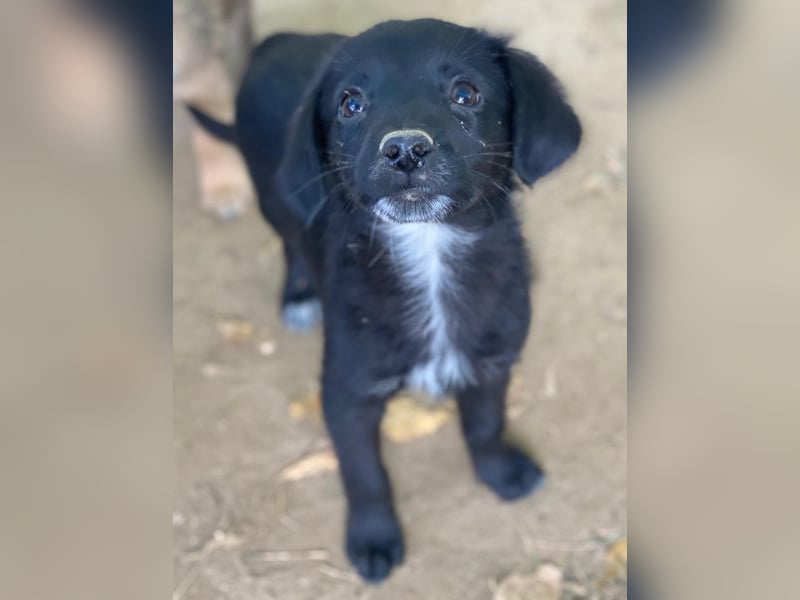 Macaron, geb. ca. 08/2025, lebt in GRIECHENLAND, auf einer privaten Pflegestelle