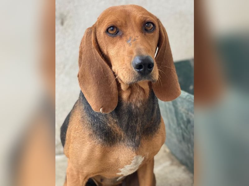 Tivra, geb. ca. 04/2023, lebt in GRIECHENLAND, im städt. Tierheim Serres