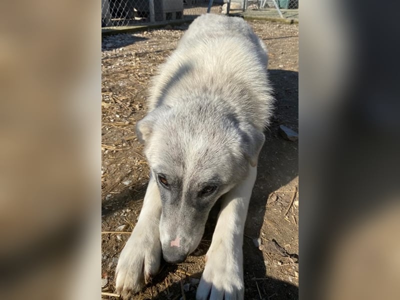 Charlina, geb. ca. 04/2021, lebt in GRIECHENLAND, im städt. Tierheim Serres