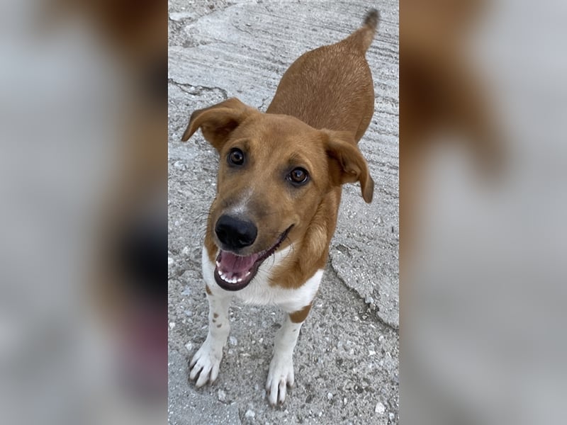 Rahel, geb. ca. 05/2021, lebt in GRIECHENLAND, auf einer privaten Pflegestelle