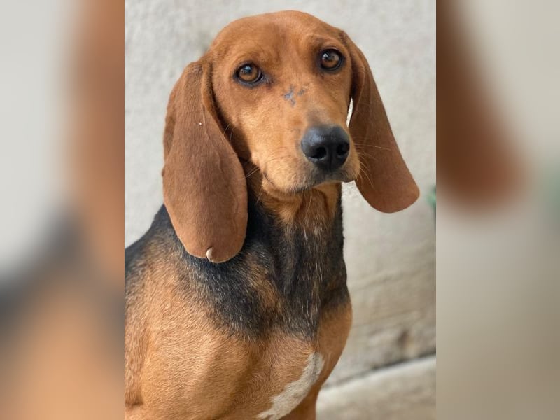 Tivra, geb. ca. 04/2023, lebt in GRIECHENLAND, im städt. Tierheim Serres