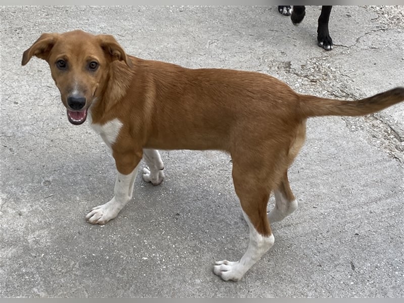 Rahel, geb. ca. 05/2021, lebt in GRIECHENLAND, auf einer privaten Pflegestelle