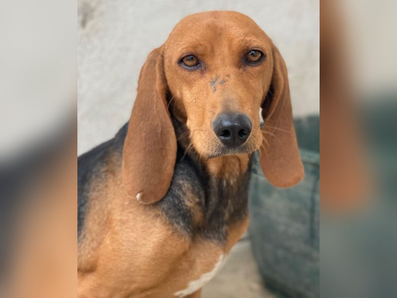 Tivra, geb. ca. 04/2023, lebt in GRIECHENLAND, im städt. Tierheim Serres