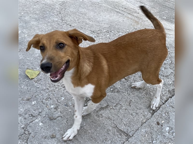 Rahel, geb. ca. 05/2021, lebt in GRIECHENLAND, auf einer privaten Pflegestelle