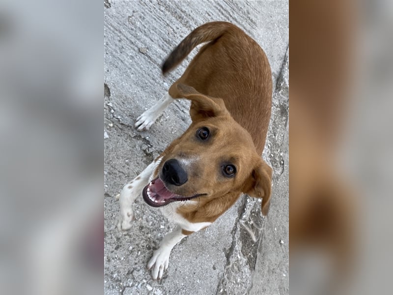 Rahel, geb. ca. 05/2021, lebt in GRIECHENLAND, auf einer privaten Pflegestelle