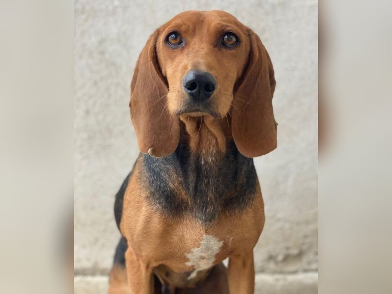 Tivra, geb. ca. 04/2023, lebt in GRIECHENLAND, im städt. Tierheim Serres