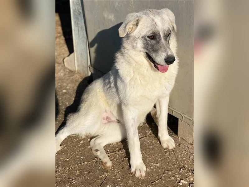 Charlina, geb. ca. 04/2021, lebt in GRIECHENLAND, im städt. Tierheim Serres