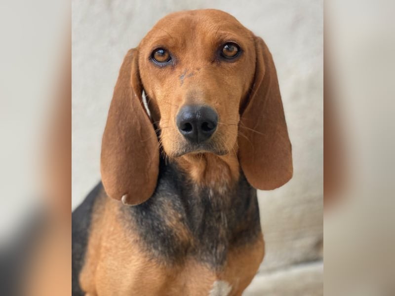 Tivra, geb. ca. 04/2023, lebt in GRIECHENLAND, im städt. Tierheim Serres