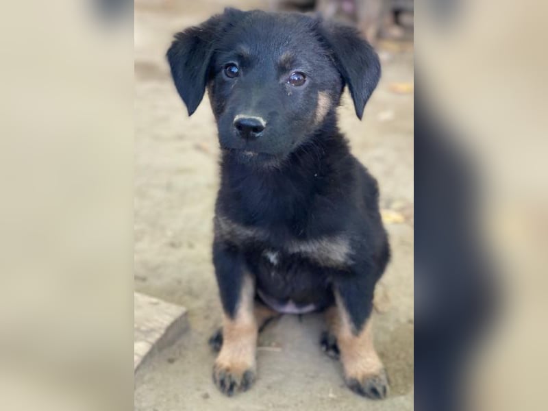 Soufflé, geb. ca. 08/2025, lebt in GRIECHENLAND, auf einer privaten Pflegestelle