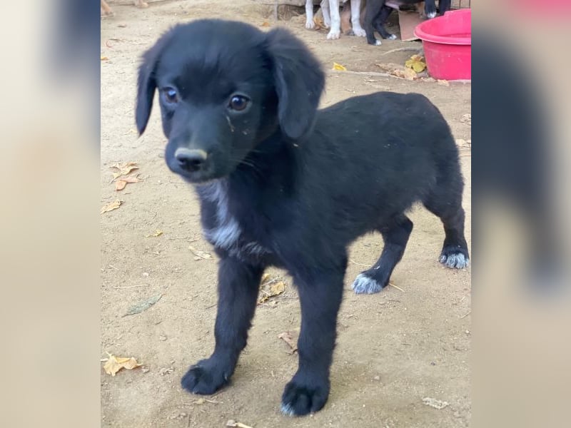 Macaron, geb. ca. 08/2025, lebt in GRIECHENLAND, auf einer privaten Pflegestelle