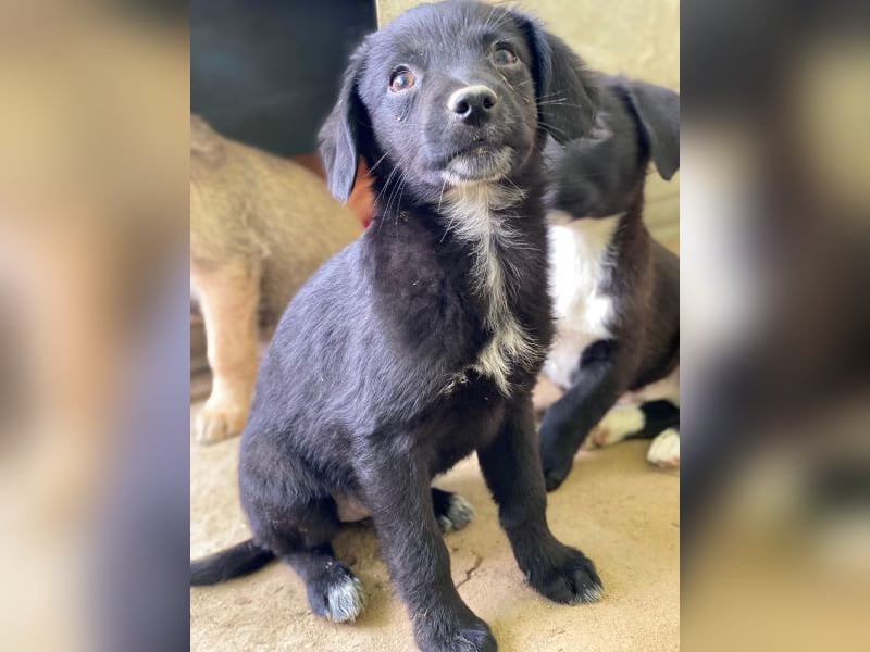 Macaron, geb. ca. 08/2025, lebt in GRIECHENLAND, auf einer privaten Pflegestelle