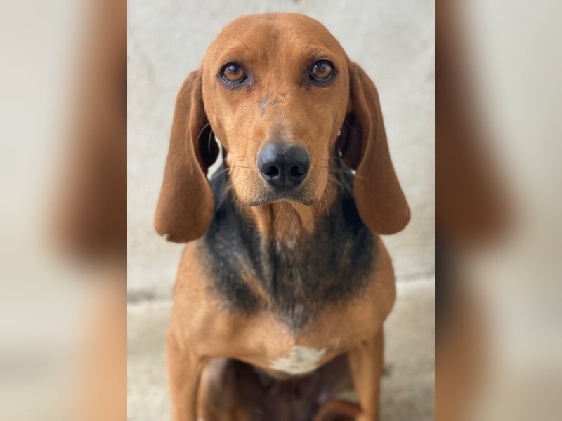 Tivra, geb. ca. 04/2023, lebt in GRIECHENLAND, im städt. Tierheim Serres