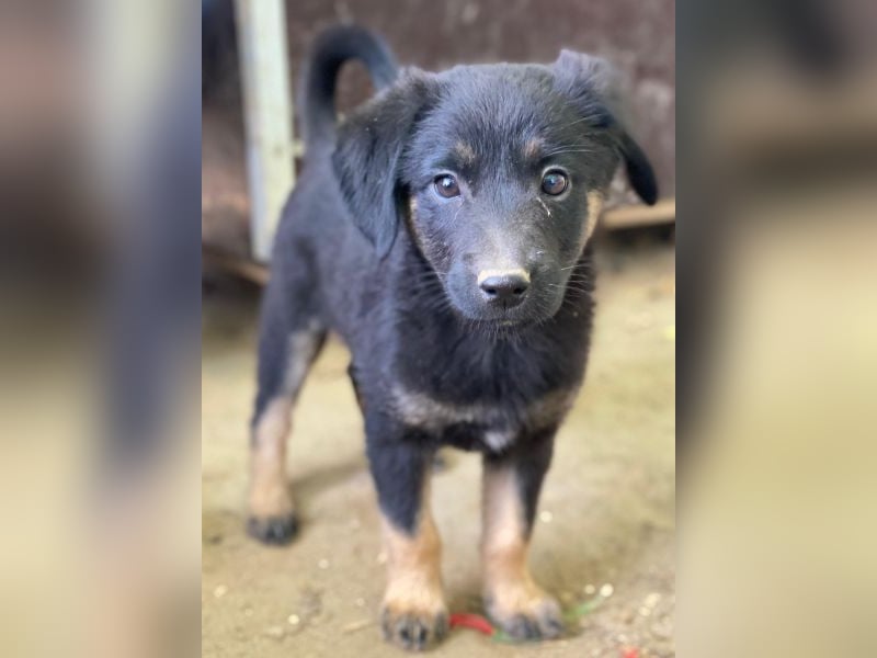 Soufflé, geb. ca. 08/2025, lebt in GRIECHENLAND, auf einer privaten Pflegestelle