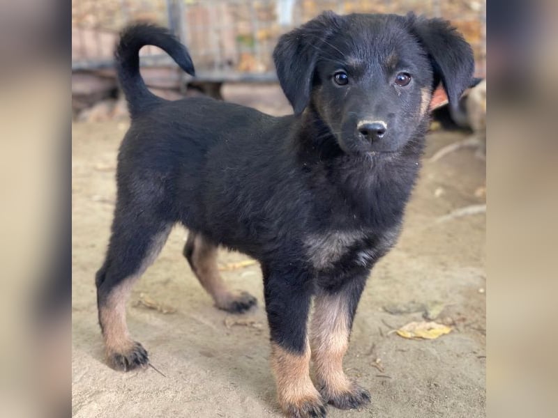 Soufflé, geb. ca. 08/2025, lebt in GRIECHENLAND, auf einer privaten Pflegestelle