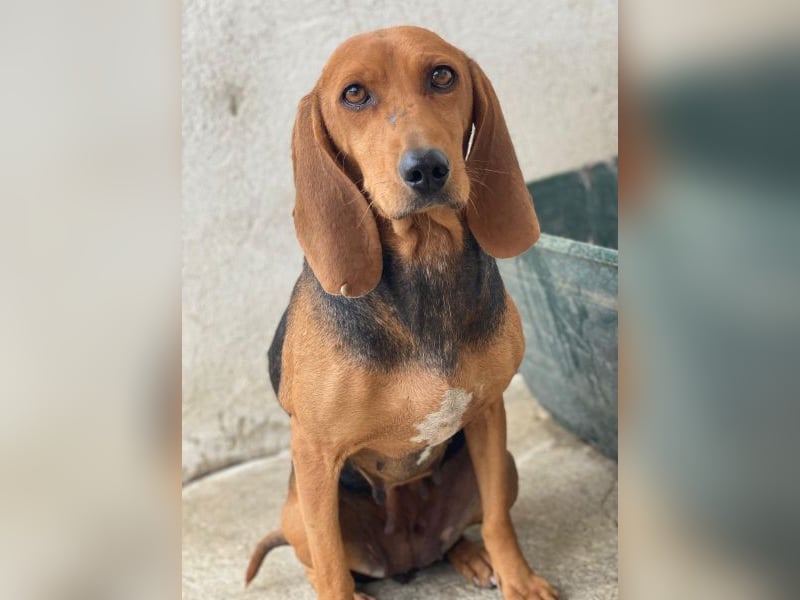 Tivra, geb. ca. 04/2023, lebt in GRIECHENLAND, im städt. Tierheim Serres