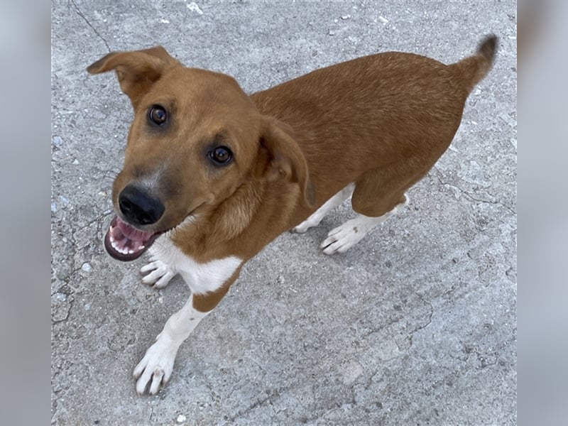 Rahel, geb. ca. 05/2021, lebt in GRIECHENLAND, auf einer privaten Pflegestelle