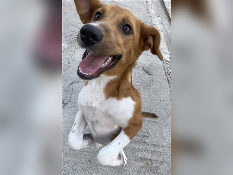 Rahel, geb. ca. 05/2021, lebt in GRIECHENLAND, auf einer privaten Pflegestelle