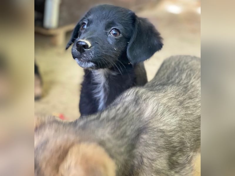 Macaron, geb. ca. 08/2025, lebt in GRIECHENLAND, auf einer privaten Pflegestelle