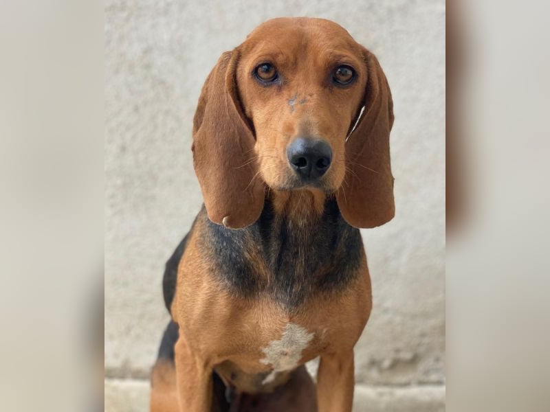 Tivra, geb. ca. 04/2023, lebt in GRIECHENLAND, im städt. Tierheim Serres