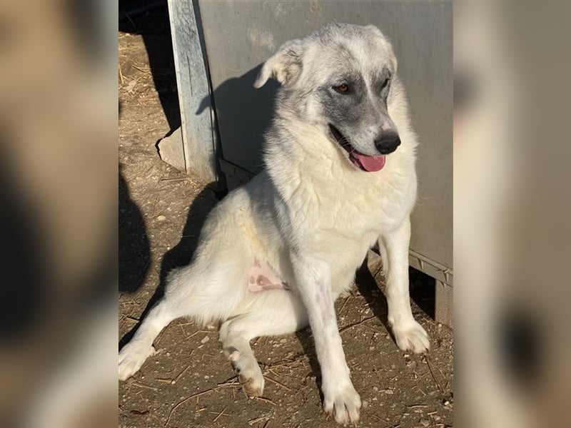 Charlina, geb. ca. 04/2021, lebt in GRIECHENLAND, im städt. Tierheim Serres