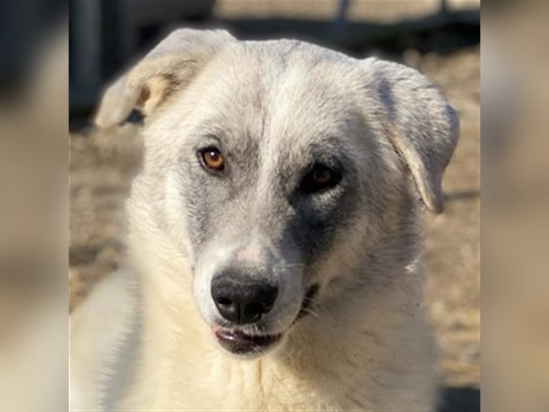 Charlina, geb. ca. 04/2021, lebt in GRIECHENLAND, im städt. Tierheim Serres