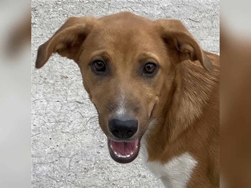 Rahel, geb. ca. 05/2021, lebt in GRIECHENLAND, auf einer privaten Pflegestelle