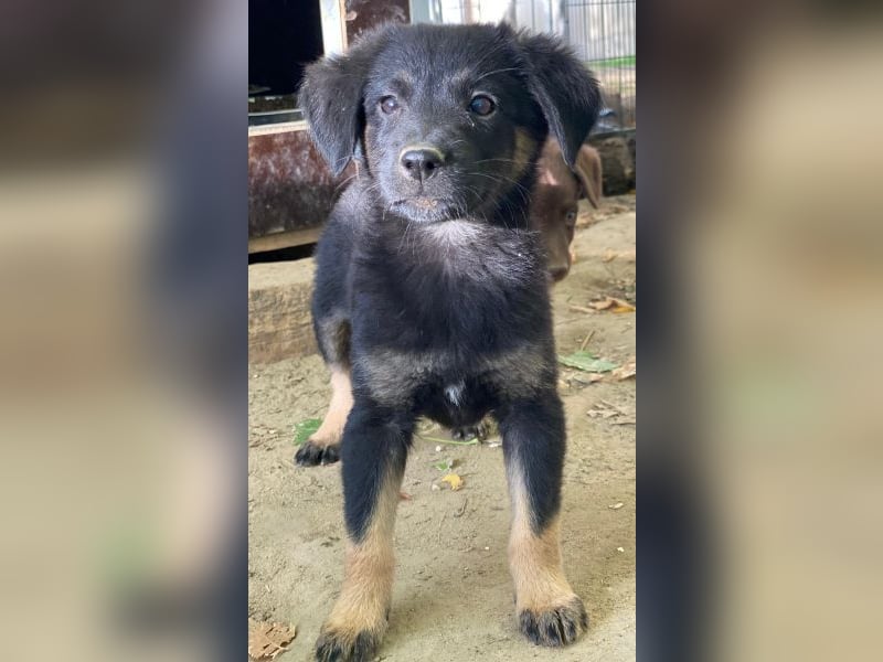 Soufflé, geb. ca. 08/2025, lebt in GRIECHENLAND, auf einer privaten Pflegestelle