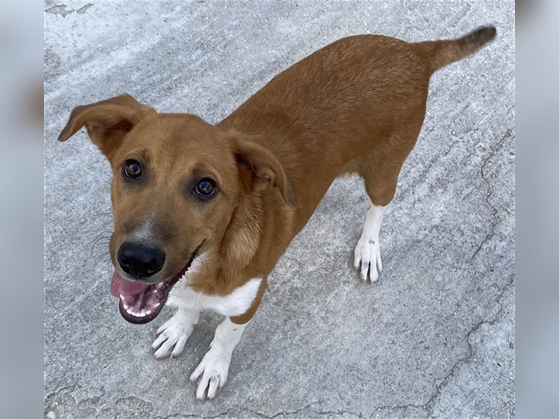 Rahel, geb. ca. 05/2021, lebt in GRIECHENLAND, auf einer privaten Pflegestelle