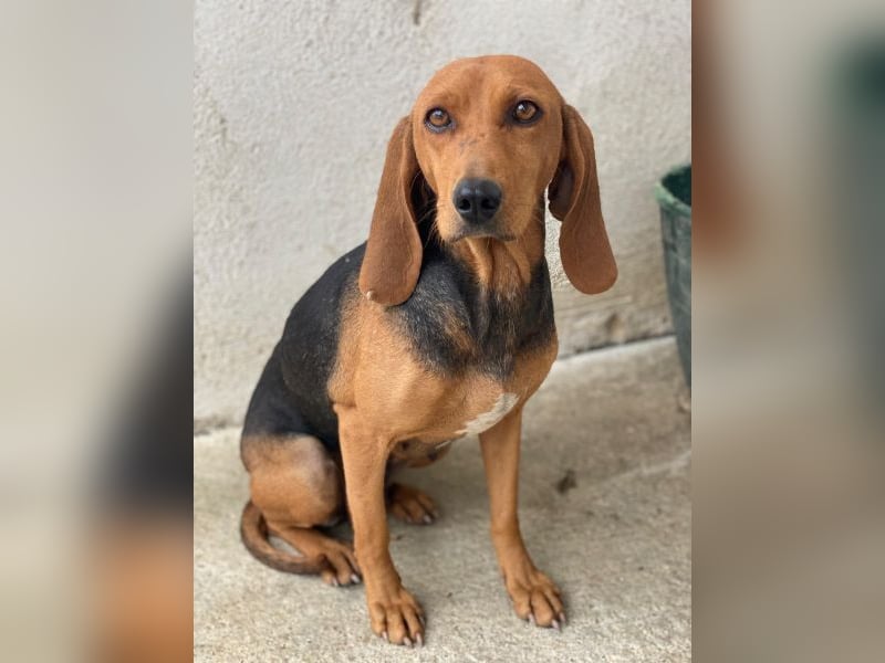 Tivra, geb. ca. 04/2023, lebt in GRIECHENLAND, im städt. Tierheim Serres