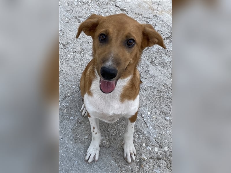 Rahel, geb. ca. 05/2021, lebt in GRIECHENLAND, auf einer privaten Pflegestelle