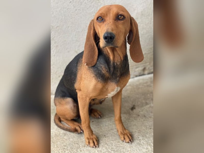 Tivra, geb. ca. 04/2023, lebt in GRIECHENLAND, im städt. Tierheim Serres