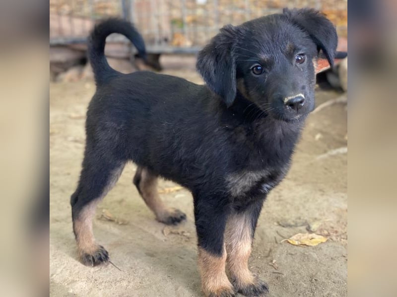 Soufflé, geb. ca. 08/2025, lebt in GRIECHENLAND, auf einer privaten Pflegestelle