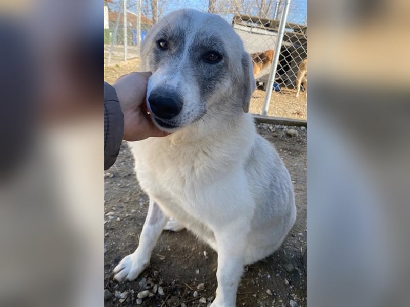 Charlina, geb. ca. 04/2021, lebt in GRIECHENLAND, im städt. Tierheim Serres