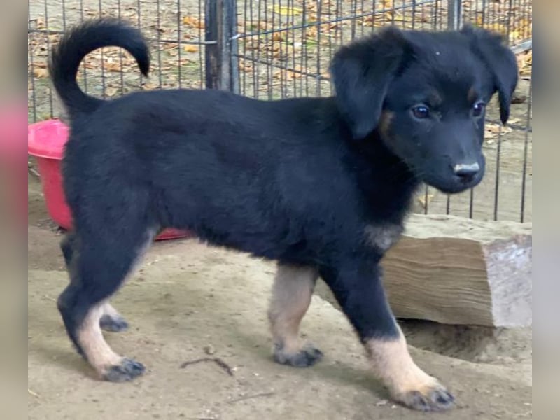 Soufflé, geb. ca. 08/2025, lebt in GRIECHENLAND, auf einer privaten Pflegestelle