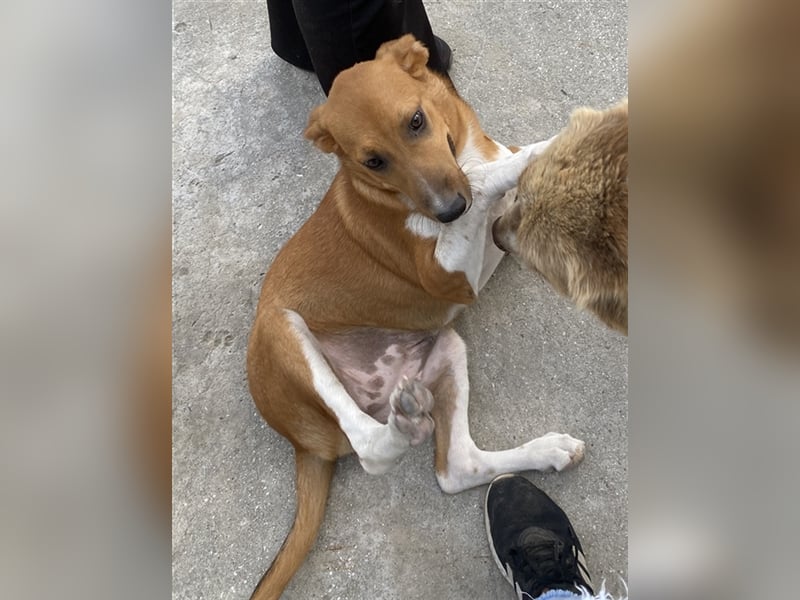 Rahel, geb. ca. 05/2021, lebt in GRIECHENLAND, auf einer privaten Pflegestelle