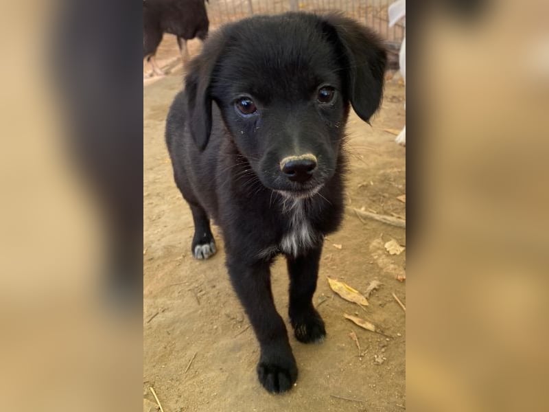 Macaron, geb. ca. 08/2025, lebt in GRIECHENLAND, auf einer privaten Pflegestelle