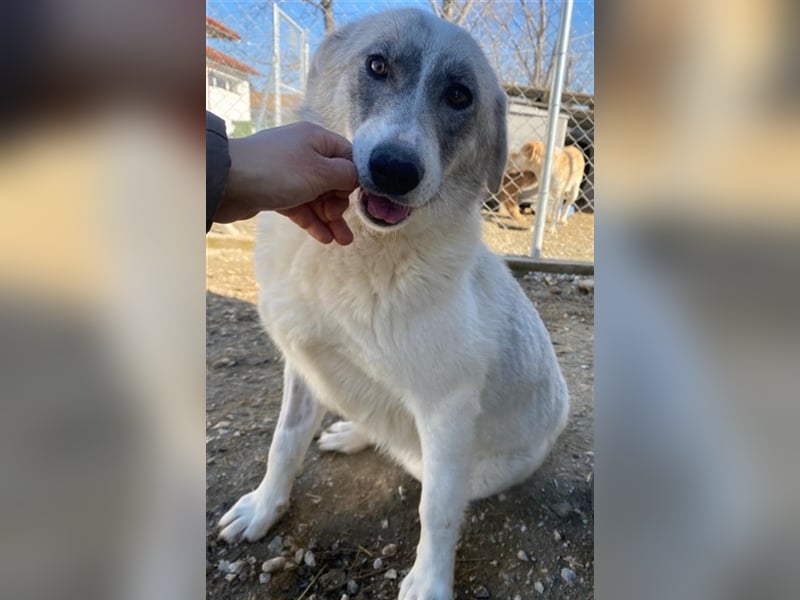 Charlina, geb. ca. 04/2021, lebt in GRIECHENLAND, im städt. Tierheim Serres