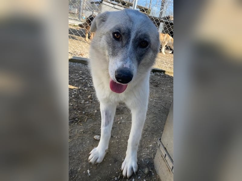 Charlina, geb. ca. 04/2021, lebt in GRIECHENLAND, im städt. Tierheim Serres